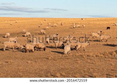 group of sheeps grazing in the highlands.
