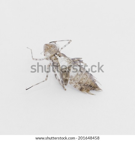 Dragonfly nymph shell isolated on white background