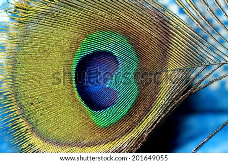 A peacock feather closeup