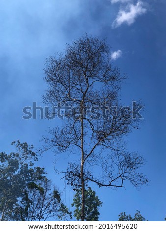 a tree shedding leaves in the heat of a sunny summer under a blue sky
