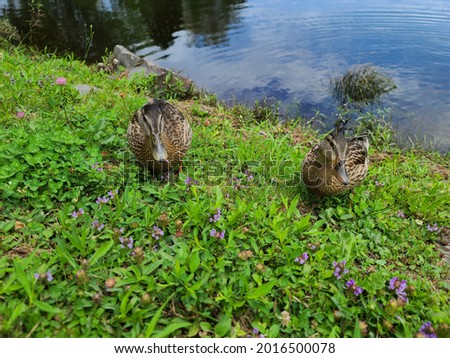 A pair of American black ducks standing on land and looking for a snack.