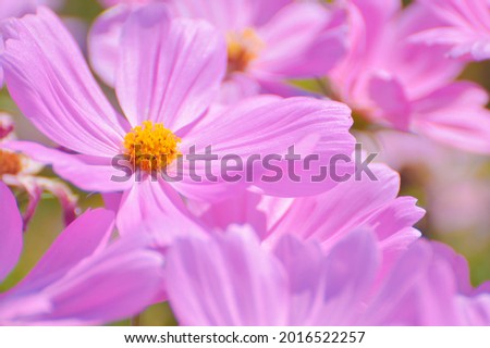 Unfocused blur pink cosmos flower in soft style for background.