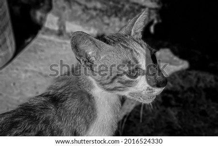 Close-up photo of a black and white cat with a blurred background.