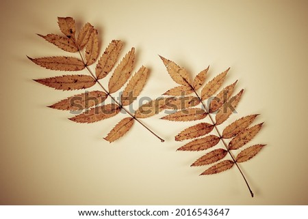 Vignetting Photo of Autumnal Leaves on the Paper Background closeup