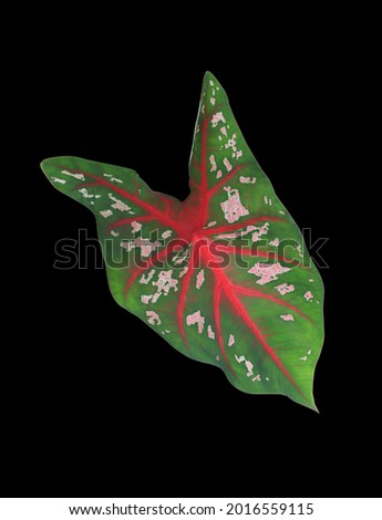 Close up colorful leaves of Caladium or Caladium bicolor tree isolated on back background. Top view green leaves.