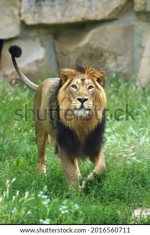 The Asiatic lion (Panthera leo leo) looks into the lens. A rare Indian lion in captivity at the zoo. Royalty-Free Stock Photo #2016560711