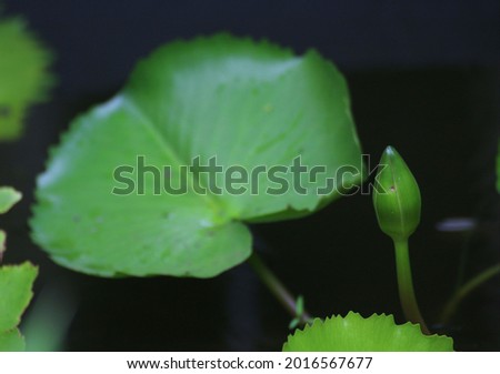 Green lotus in the dark it's a beautiful​ picture​ of​ nature​