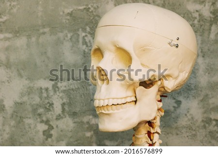 human skull medical isolated on black 