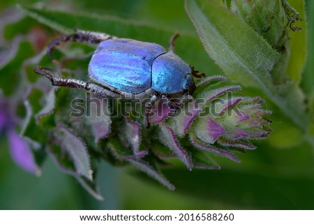 Scarabaeid beetle (Hoplia coerulea) on a plant Royalty-Free Stock Photo #2016588260