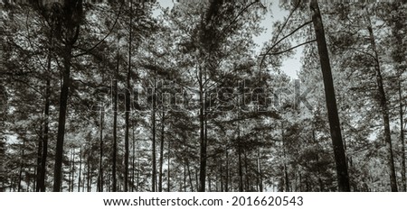 Pine forest on Mount Slamet, Indonesia. Black and white photography