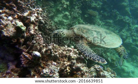 Hawksbill sea turtle . Hawksbill Turtle - Eretmochelys imbricata.