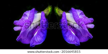 Butterfly pea flowers on a black background.
