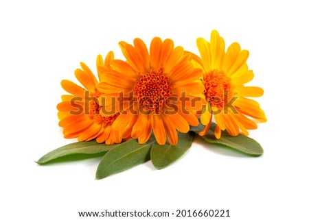 Orange flower of the pharmacy calendula on a white background.