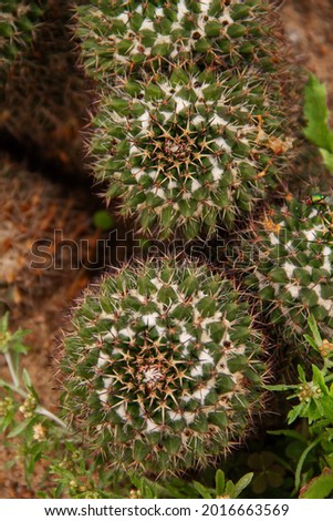 natural background prickly plant cactus close-up