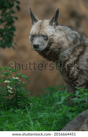 Portrait of Striped hyena in zoo