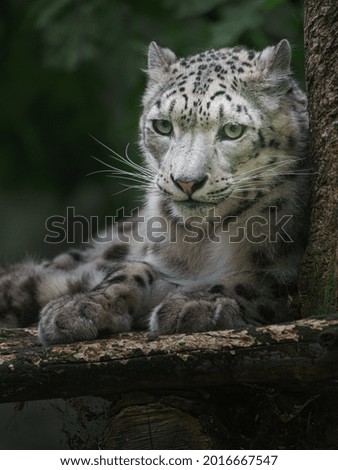 Portrait of Snow leopard (Irbis)