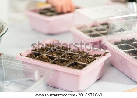 Little girl planting seeds into an indoor seed starter tray during her homeschooling. Royalty-Free Stock Photo #2016671069