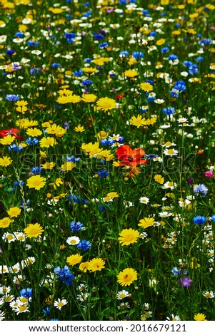Vertical photo of wildflowers in a meadow Royalty-Free Stock Photo #2016679121
