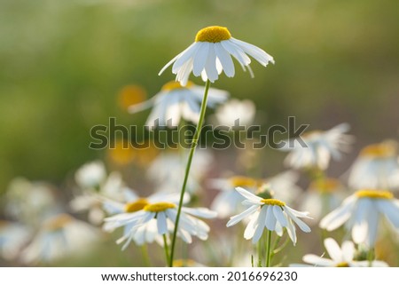 Summer daisy flowers on abstract summer time background