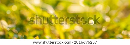 Nature bokeh background with defocused lush and sunlight