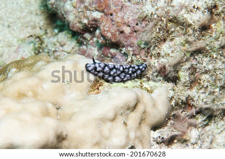 Sea Slug SPhyllidiella pustulosa