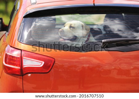 A white labrador is sitting in the trunk of a car. 