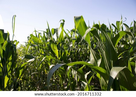 Corn field in the countryside. Agriculture.
