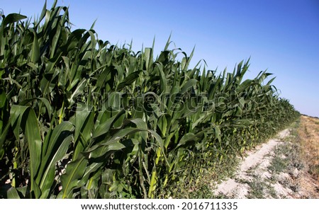 Corn field in the countryside. Agriculture.
