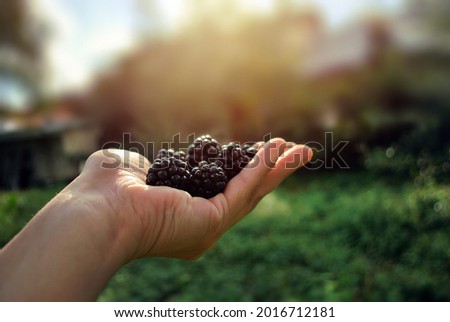 Ripe blackberries in the women's hand during harvest season. Blurred garden background. Healthy organic food and diet concept. Green living and eco-friendly products