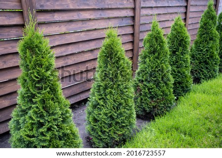 Beautiful young green thuja on the background of a wooden fence. Royalty-Free Stock Photo #2016723557