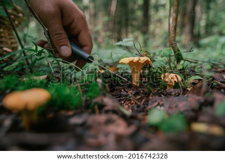 Mushroom picking in season. Edible forest mushrooms, chanterelles grow in the grass. Close-up Royalty-Free Stock Photo #2016742328