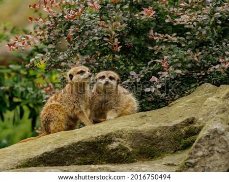 Two small meerkats on a rock under a bush