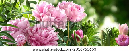 Bunch of pink peonies on a blurred botanic background