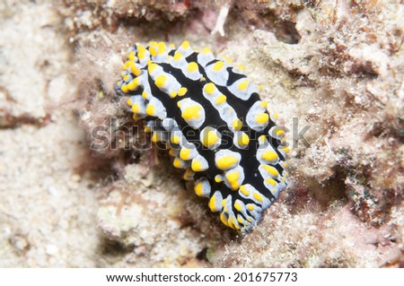 Sea Slug  Phyllidia varicosa
