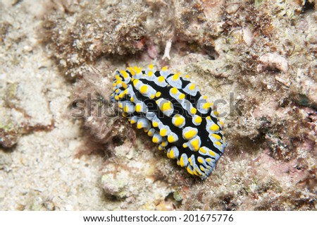 Sea Slug Phyllidia varicosa