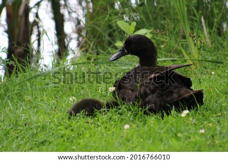 Photo of mother and black baby duck duckling on the grass
