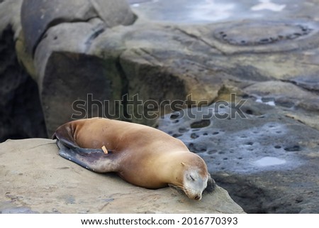 A tagged eared seal resting peacefully on top of a rock in la Jolla Cove in California.