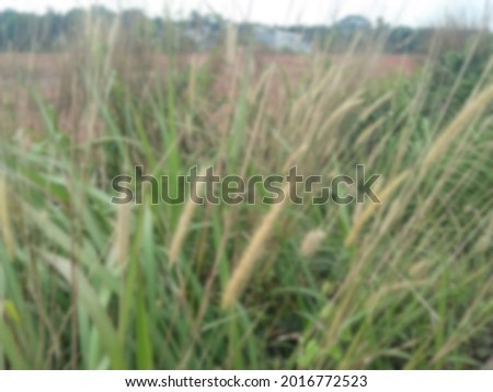 blurry picture of yellow weed grass