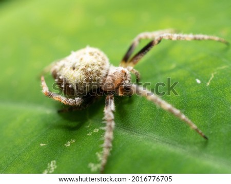 spider on a big leaf