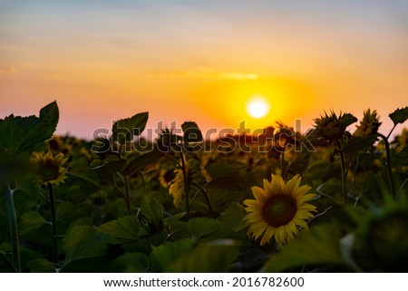 Field with sunflower flowers on the background of the evening sunset