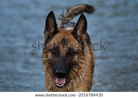 Portrait of wet German Shepherd with reddish black color close up on blue blurred background. Active and energetic is one of most intelligent dog breeds in the world. Walking with dog by river.