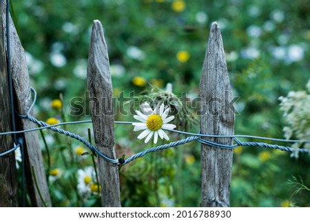 chamomile flowers on the wooden fence
