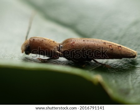 small insects of large forest