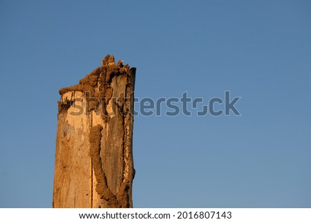Termite-eaten old wood against a bright blue sky background