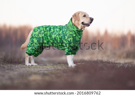 Cute golden labrador dog in green khaki raincoat standing on the dirty ground in a field and looking aside