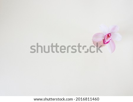 Minimal beige backgrounds with lily