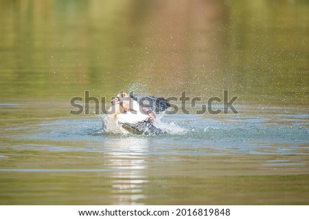 Egyptian Goose Shaking off Water