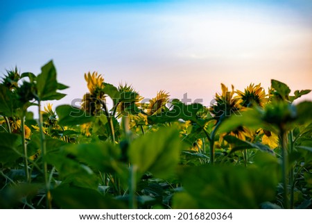Field with sunflower flowers on the background of the evening sunset
