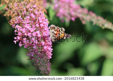 An American painted lady butterfly feeding on a butterfly bush