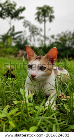 Indian breed white kitty cat in the grass field